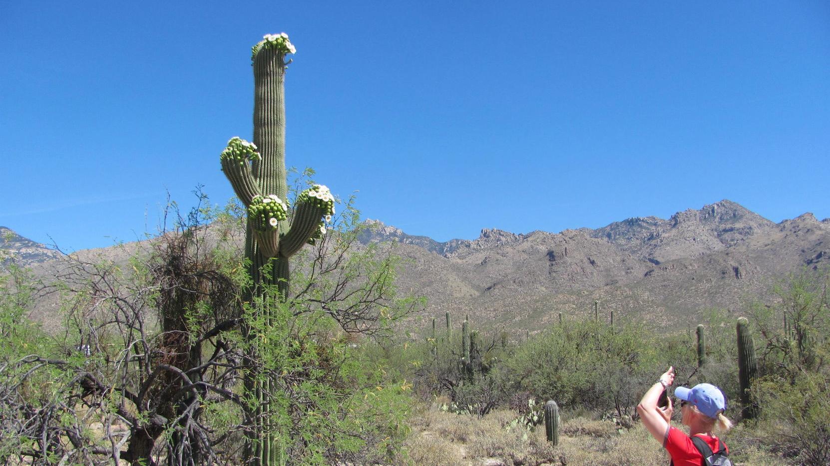 Photographing saguaro blooms